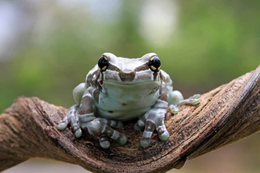 Amazon Milk Frog