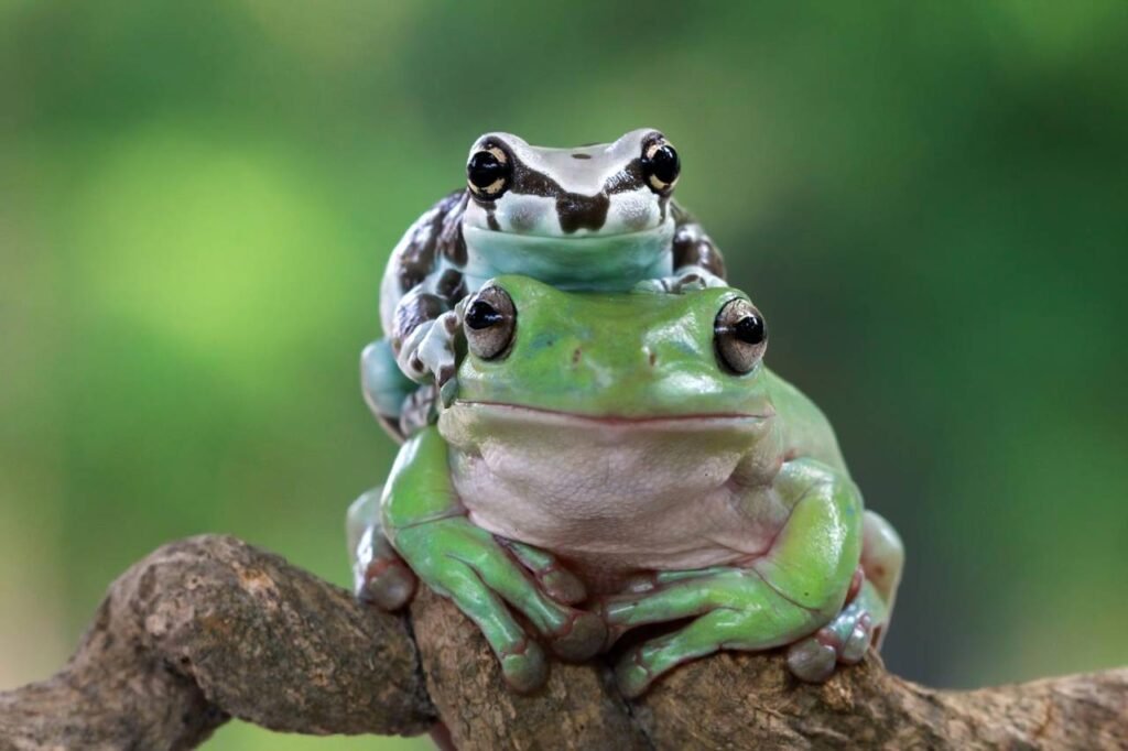 Amazon Milk Frog