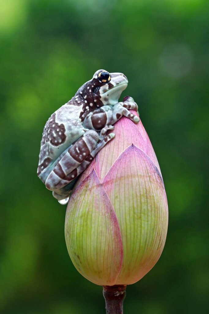 Amazon Milk Frog