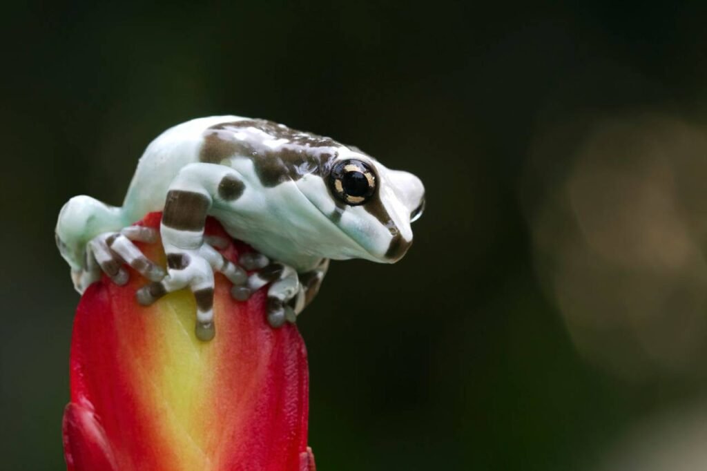 Amazon Milk Frog