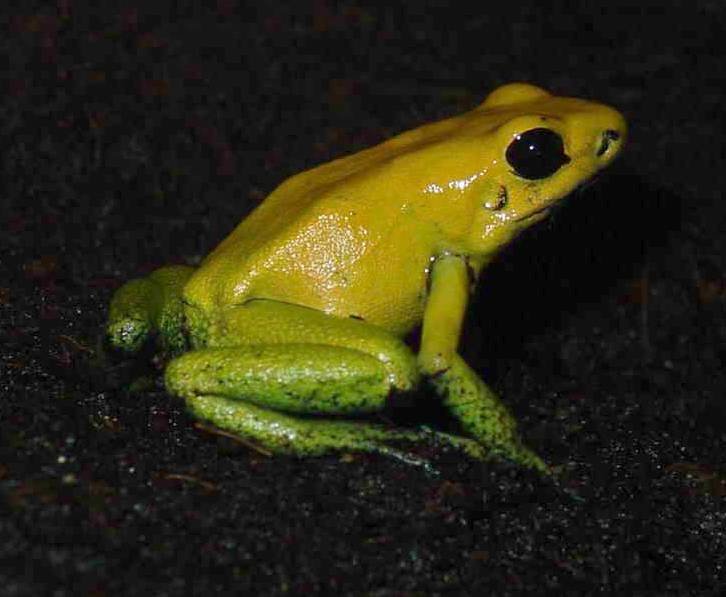 Black-legged Poison Frog - Phyllobates bicolor