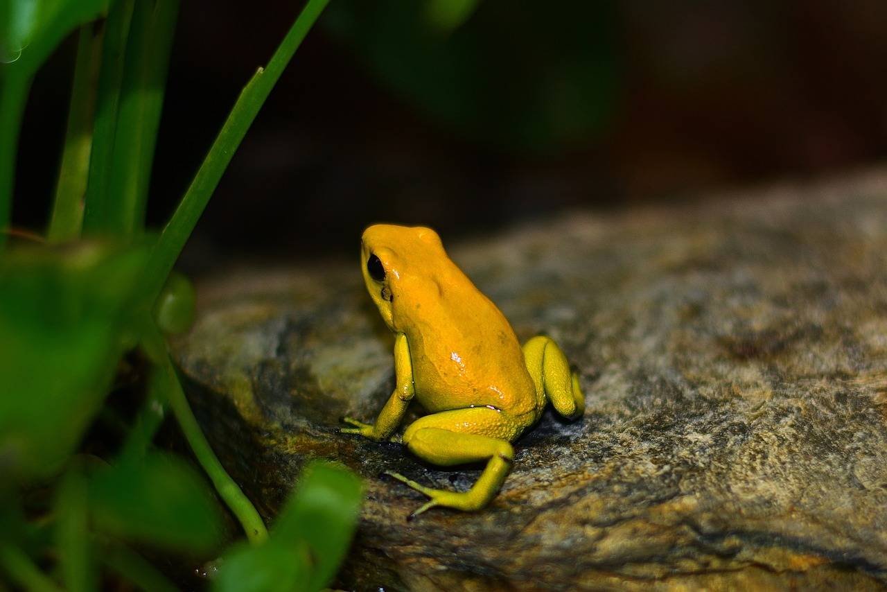 Black-legged Poison Frog - Phyllobates bicolor