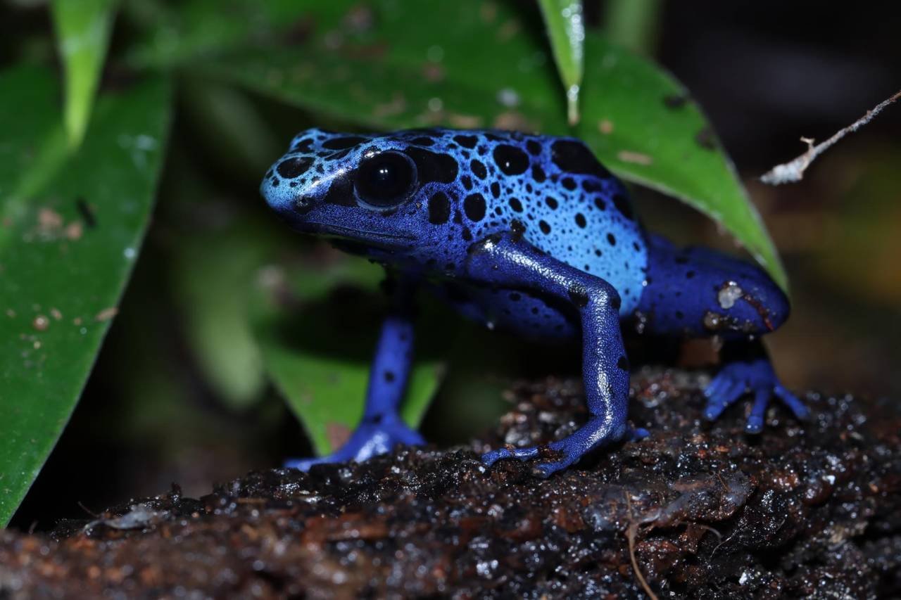 Dendrobatidae Frogs -The Poison Dart Frogs