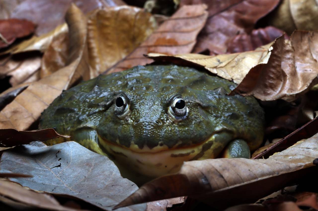 Frog Hibernation