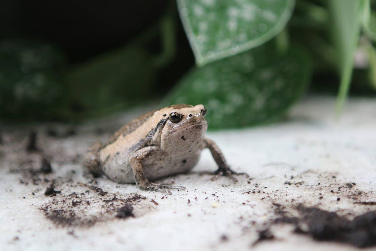 Frogs Overwinter in Garden