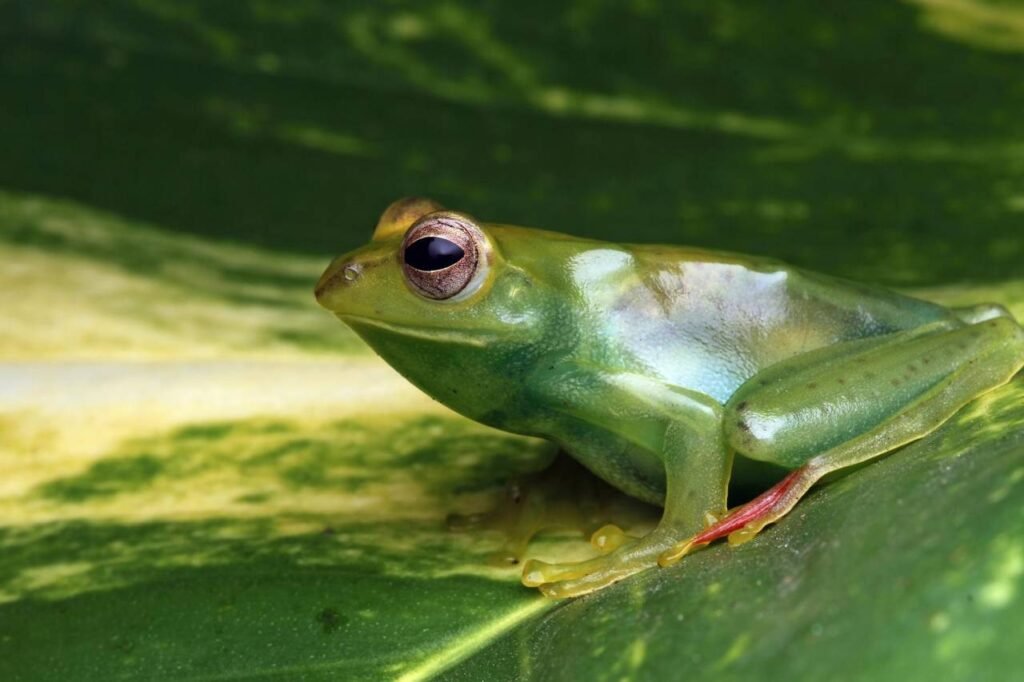 Glass Frog