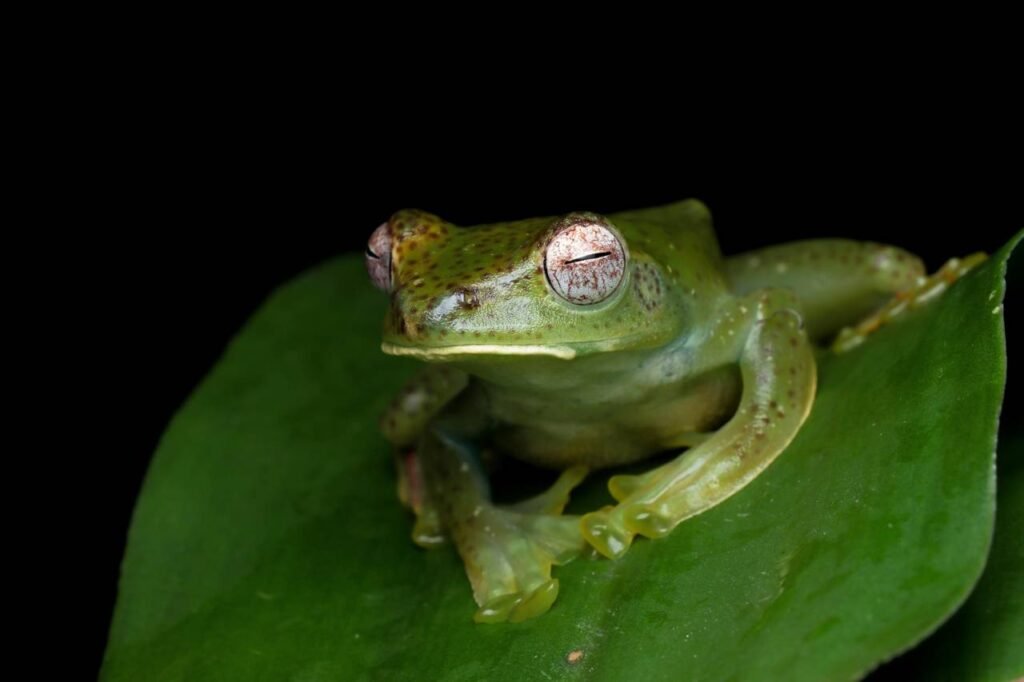 Glass Frog