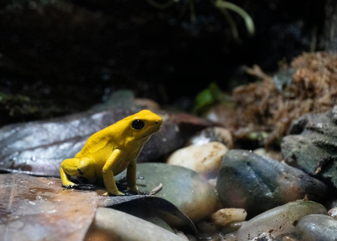 Golden Poison Frog - Phyllobates terribilis