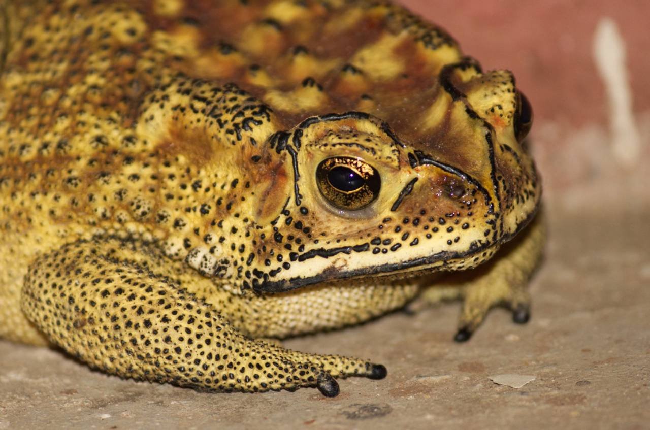 Goliath Frog - Conraua goliath