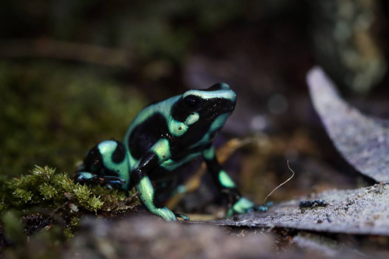 Green and Black Poison Dart Frog - Dendrobates auratus