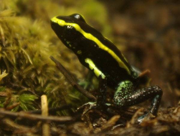 Kokoe Poison Dart Frog - Phyllobates aurotaenia