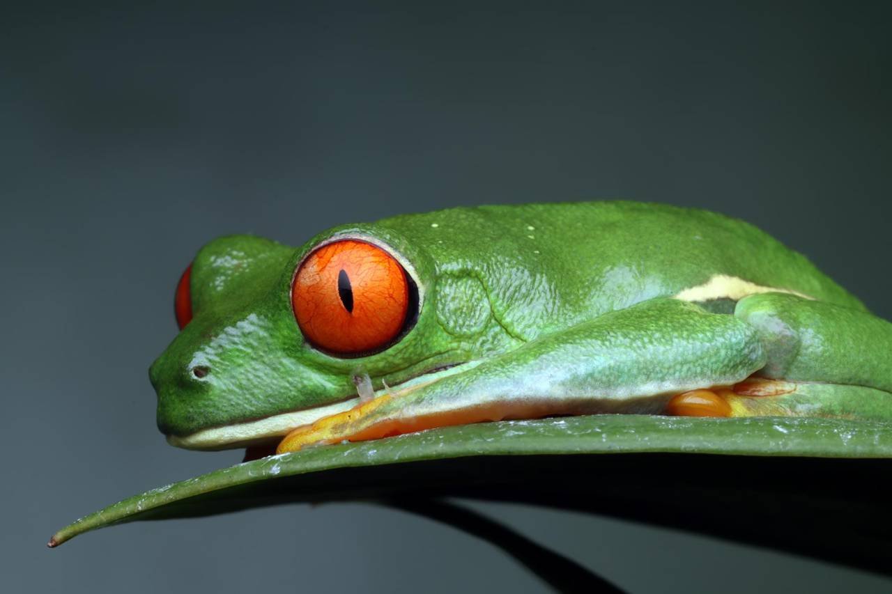 Orange Frog Eyes