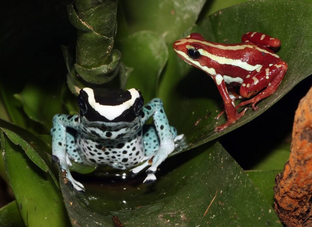 Phantasmal poison frog with a dyeing poison dart frog.