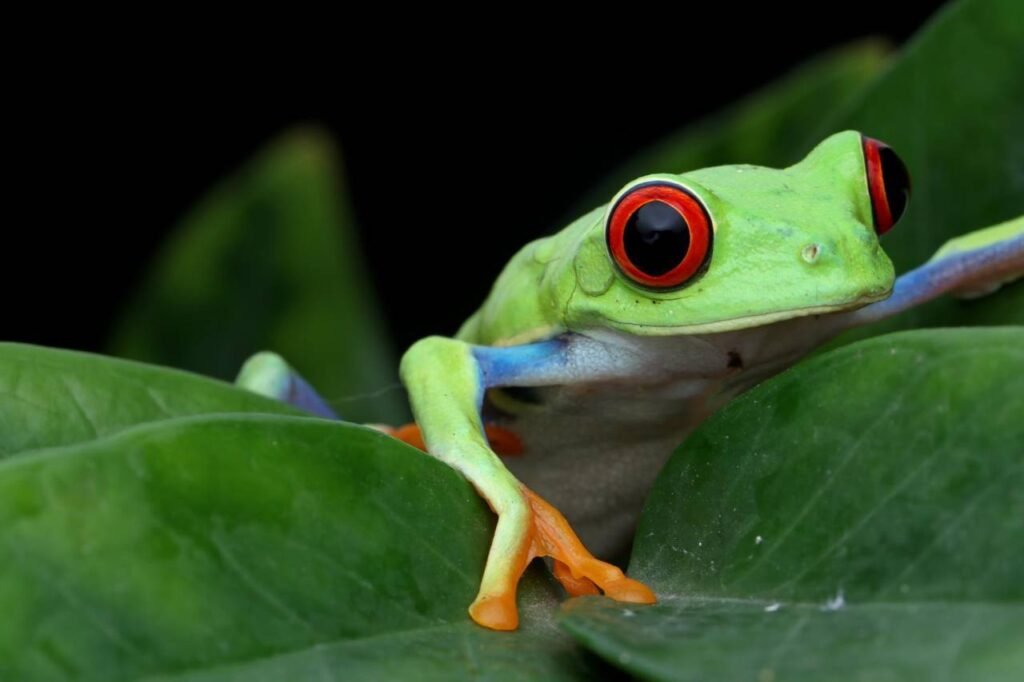 Red-Eyed Tree Frog