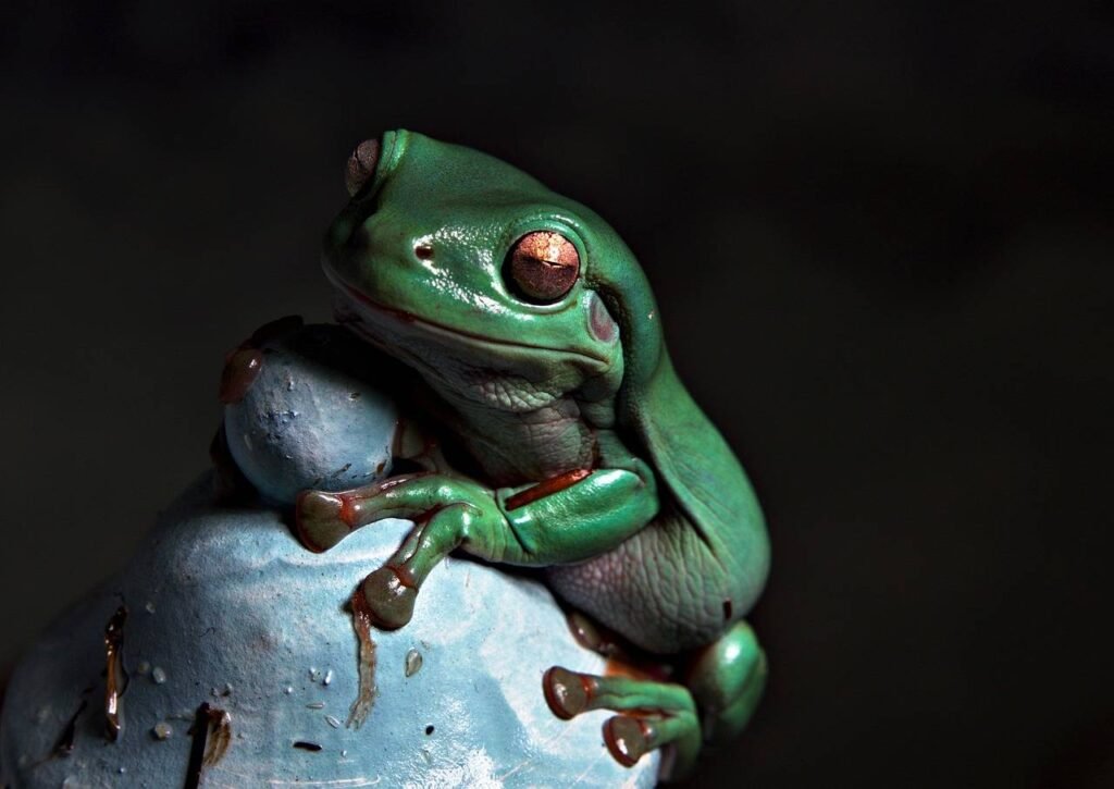 Red-Eyed Tree Frog