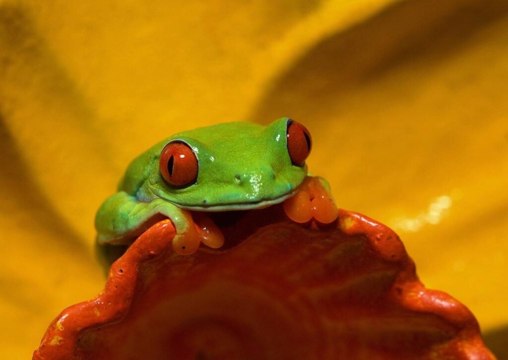 Red-Eyed Tree Frog