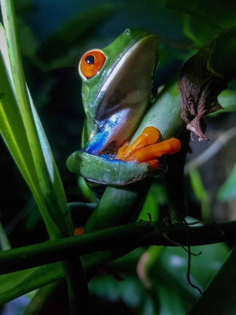 Red-Eyed Tree Frog