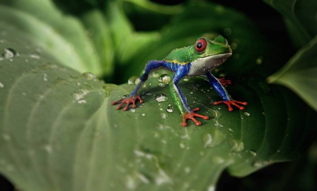 Red-Eyed Tree Frog