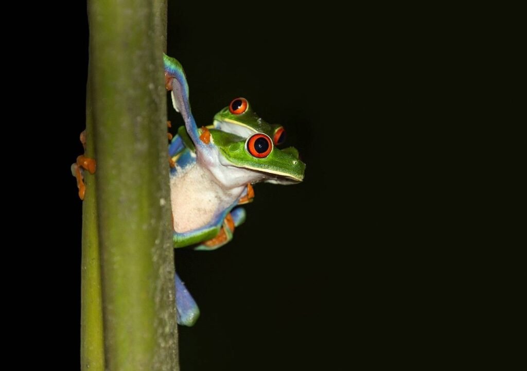 Red-Eyed Tree Frog