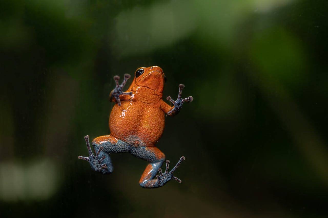 Strawberry Poison-arrow Frog - Oophaga pumilio