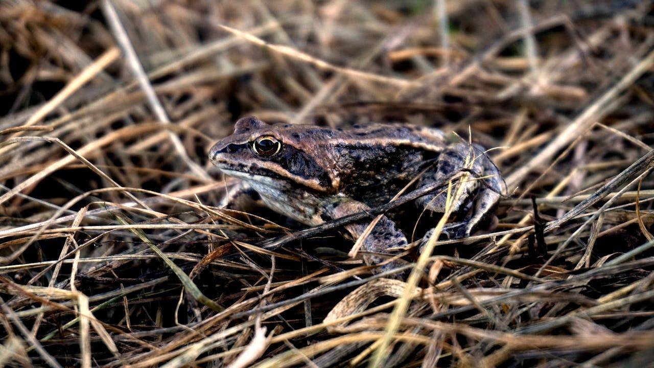 Wood Frog Rana Sylvatica