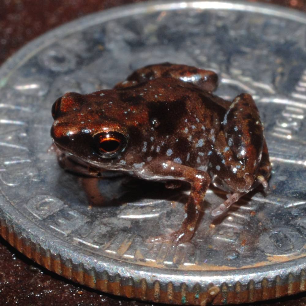 World's Smallest Frog - Paedophryne amauensis