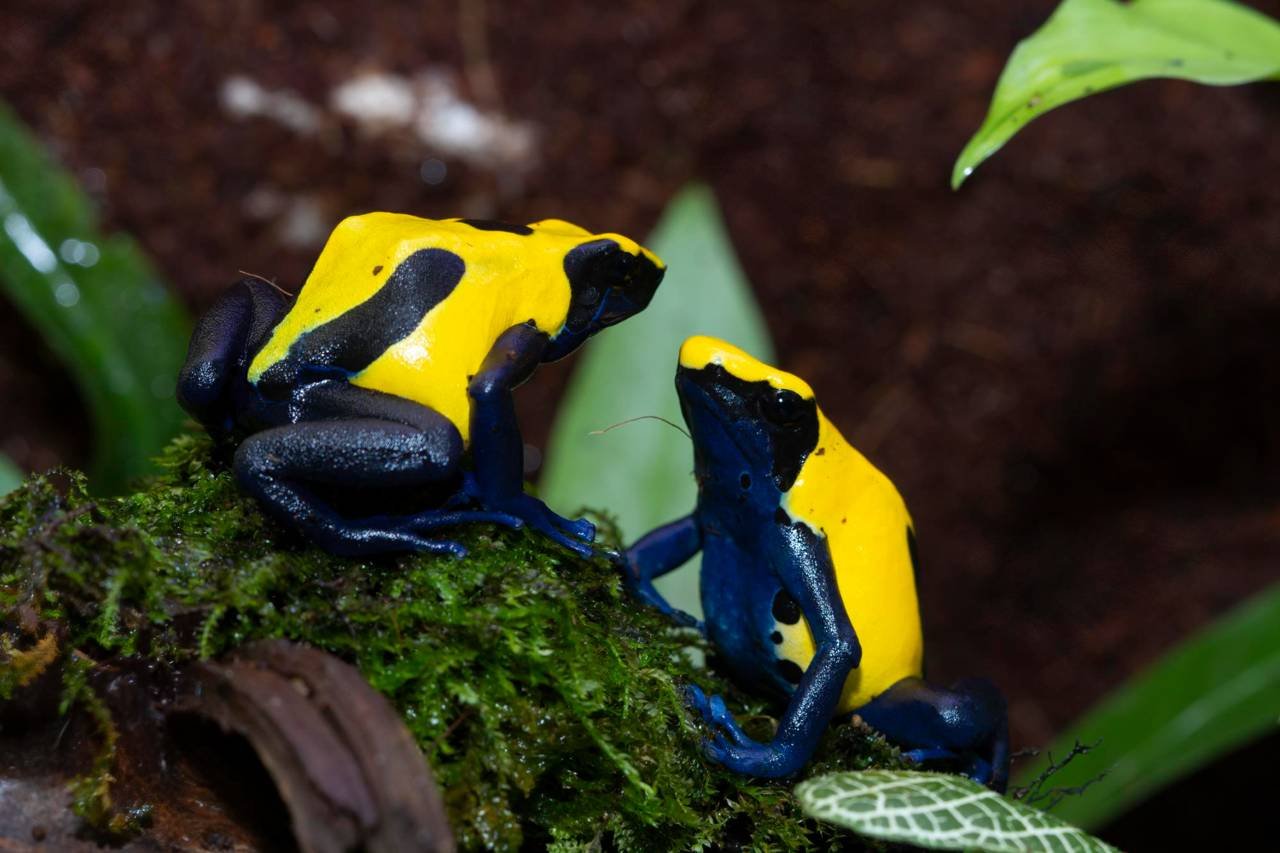 Yellow-banded poison dart frogs - Dendrobates leucomelas