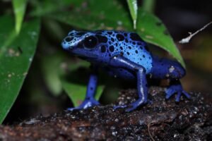 Blue Poison Dart Frog - World of Frogs