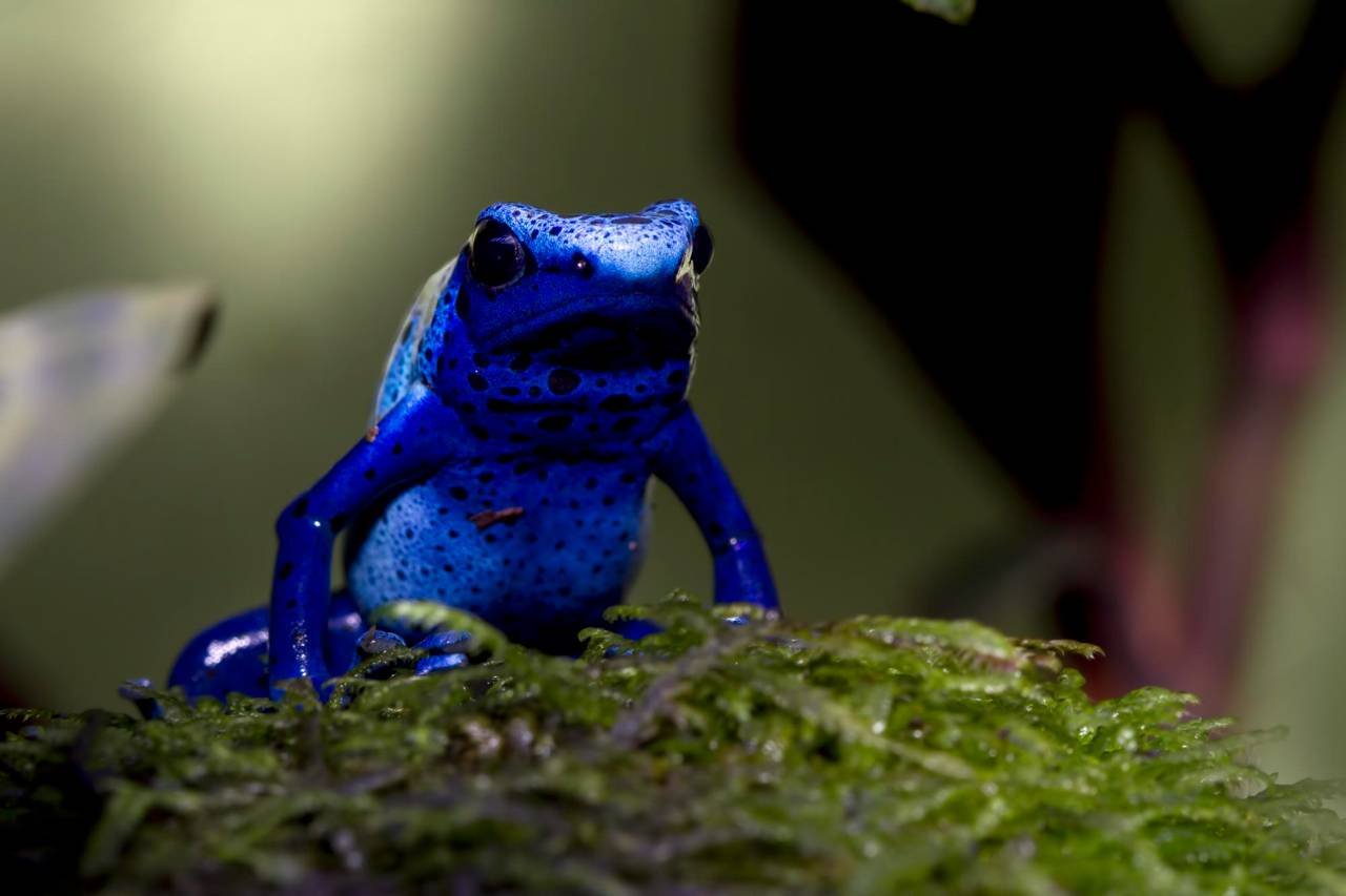 Blue Poison Dart Frog - Dendrobates azureus