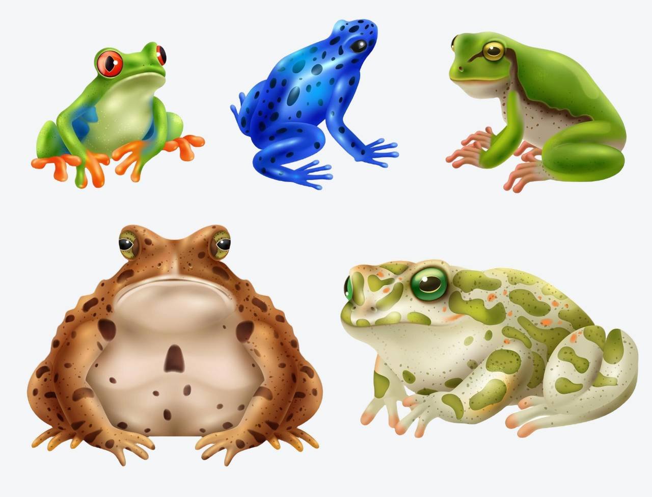 Frog species