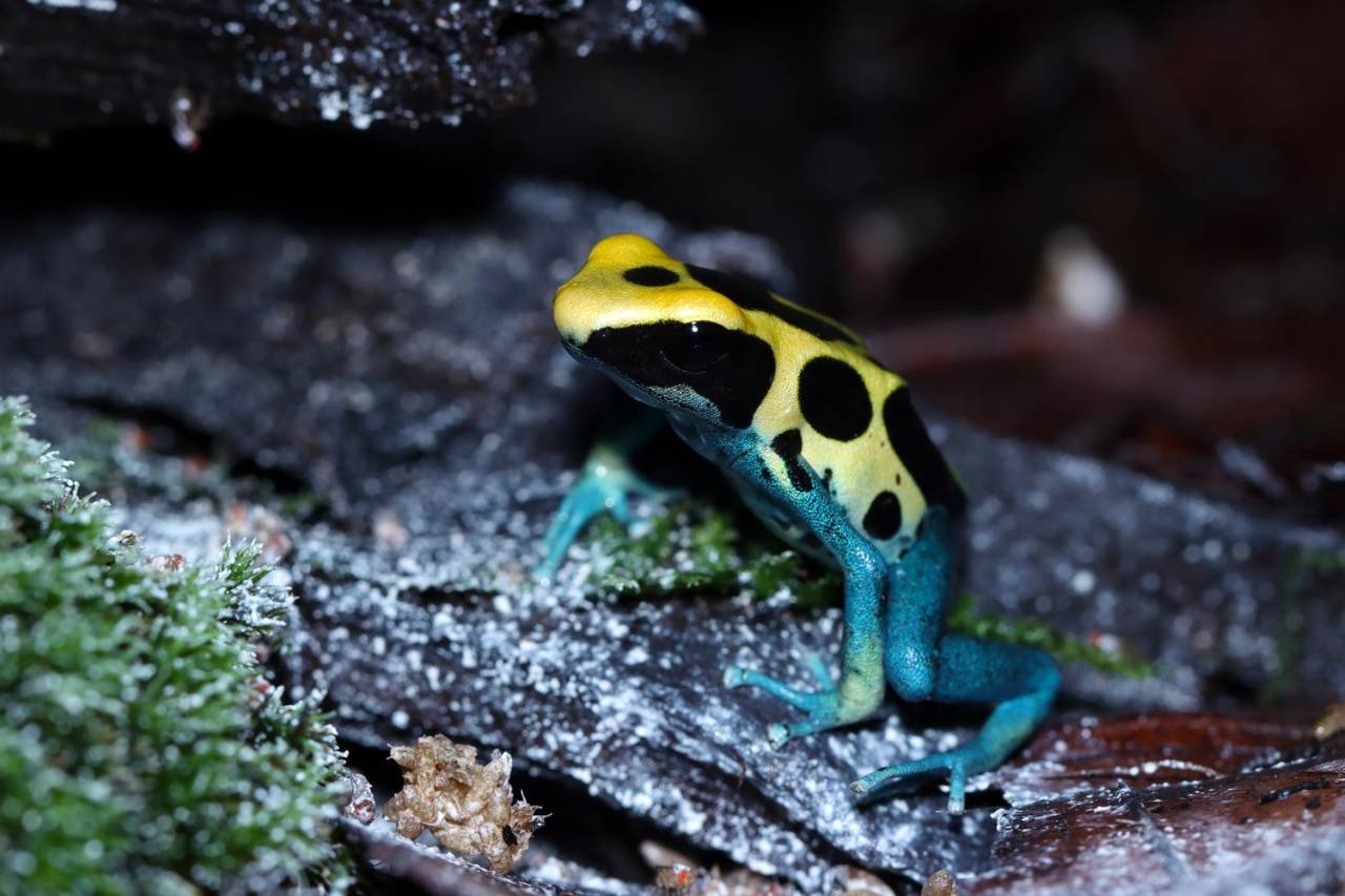 Tropical Rainforest Frogs