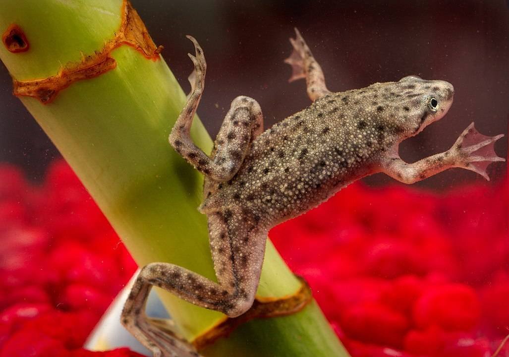 African Dwarf Frog - Hymenochirus