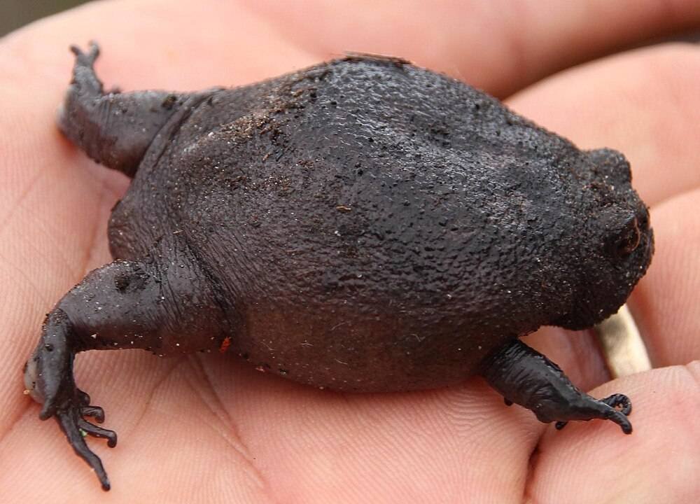 Black Rain Frog Breviceps fuscus