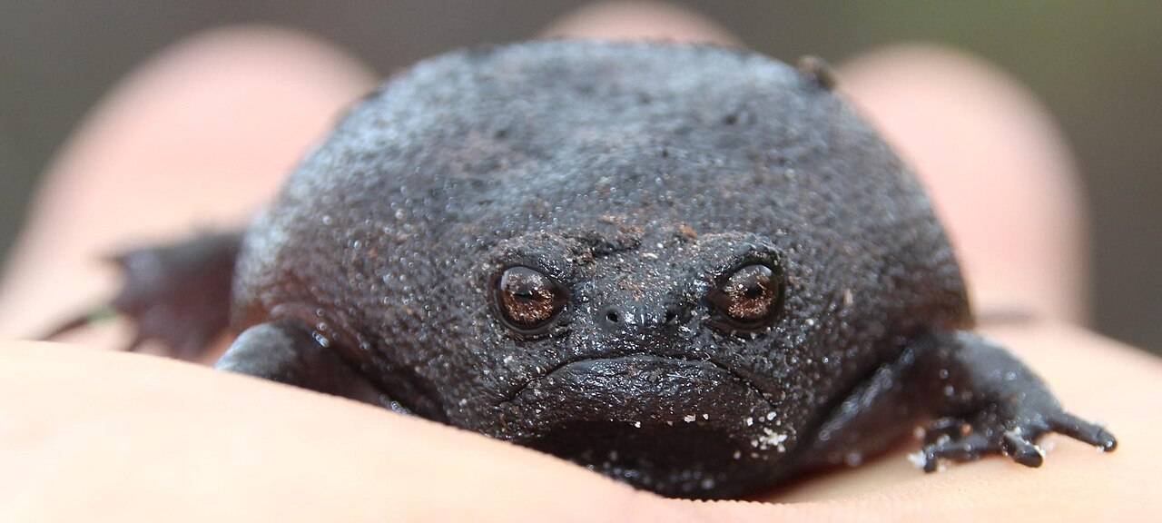 Black Rain Frog Breviceps fuscus