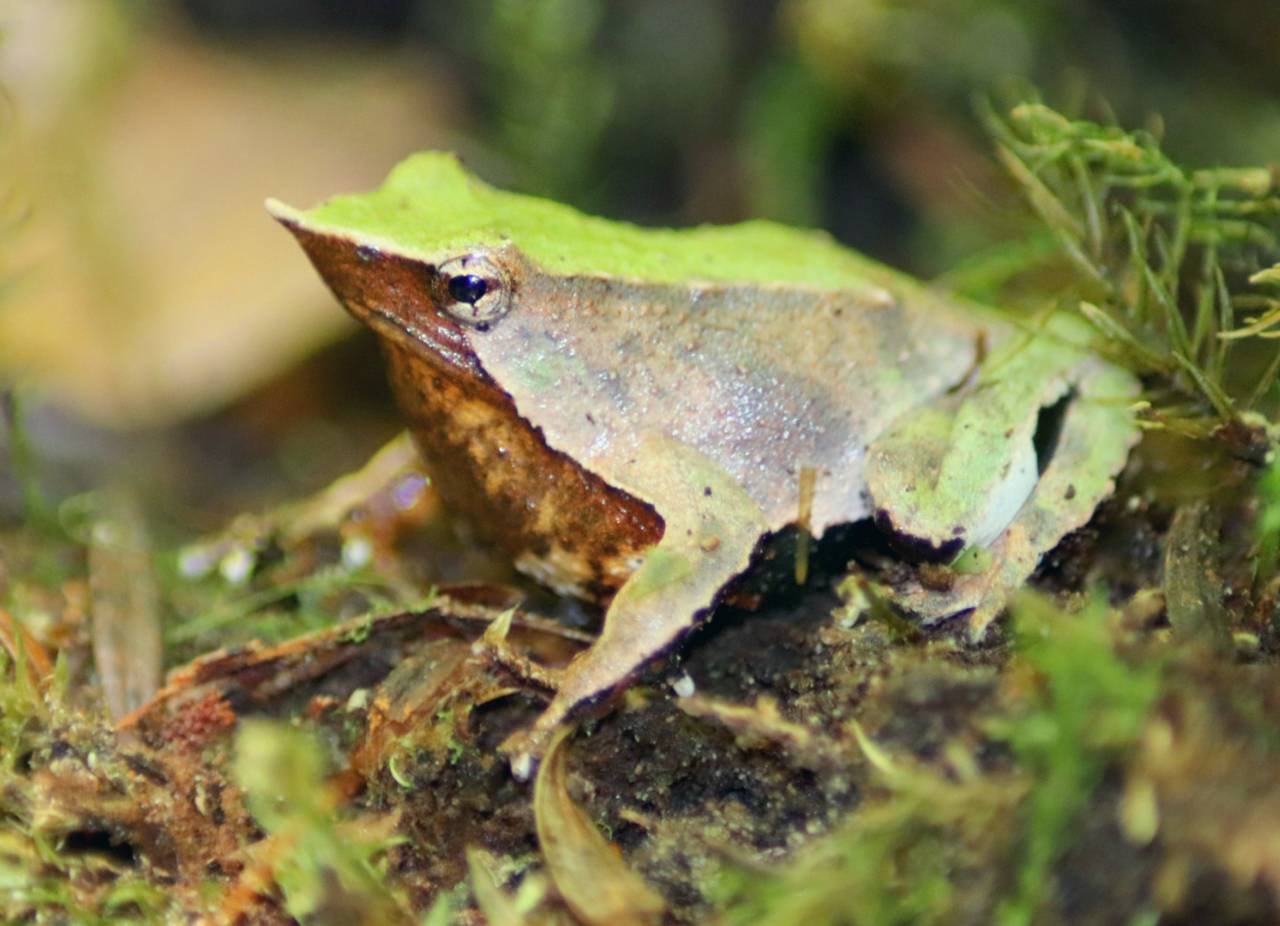 Darwin's Frog - Rhinoderma darwinii