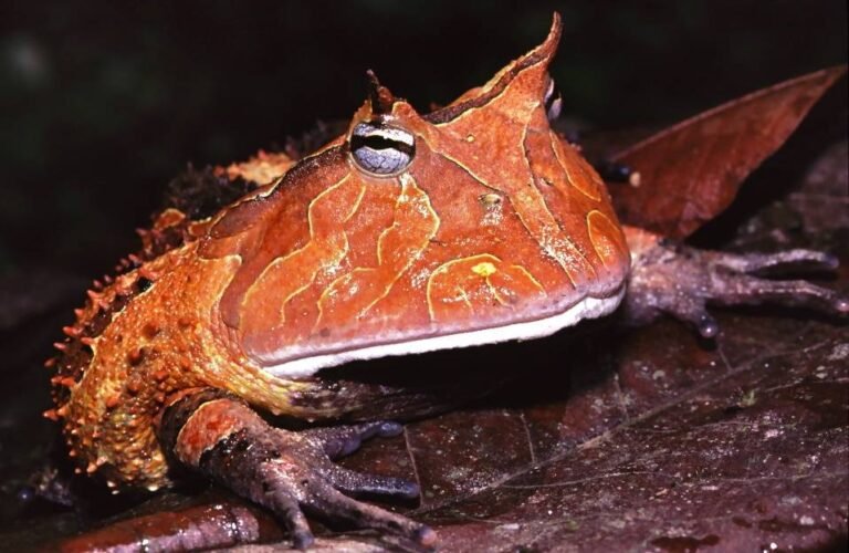 Sortum Frog Surinam Horned Frog: The Amazon's Ambush Predator - World of Frogs