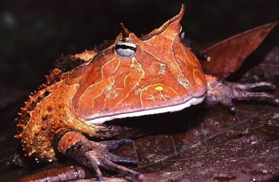 Suriname Horned Frog - Ceratophrys cornuta